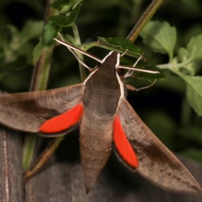 Hippotion scrofa (Coprosma Hawk Moth) at Melba, ACT - 6 Jan 2021 by kasiaaus