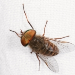 Dasybasis sp. (genus) (A march fly) at Melba, ACT - 6 Jan 2021 by kasiaaus