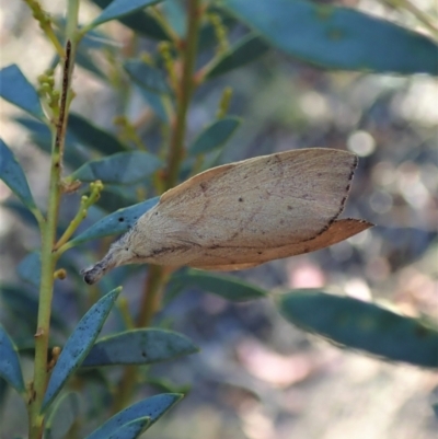Pararguda nasuta (Wattle Snout Moth) at Aranda Bushland - 15 Jan 2021 by CathB