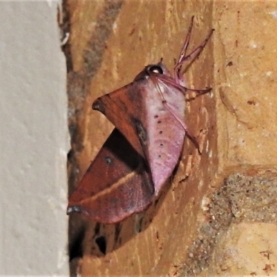 Oenochroma vinaria (Pink-bellied Moth, Hakea Wine Moth) at Wanniassa, ACT - 16 Jan 2021 by JohnBundock