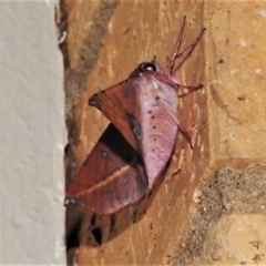 Oenochroma vinaria (Pink-bellied Moth) at Wanniassa, ACT - 16 Jan 2021 by JohnBundock
