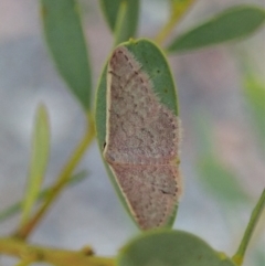 Idaea costaria (White-edged Wave) at Holt, ACT - 15 Jan 2021 by CathB