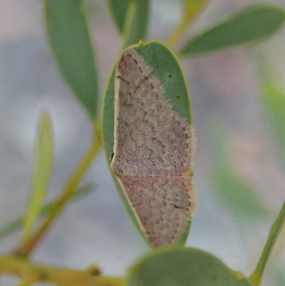 Idaea costaria (White-edged Wave) at Aranda Bushland - 15 Jan 2021 by CathB