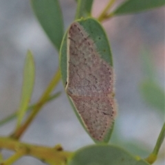 Idaea costaria at Holt, ACT - 16 Jan 2021