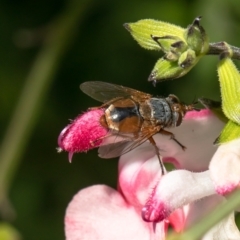 Chaetophthalmus sp. (genus) (A bristle fly) at Macgregor, ACT - 17 Jan 2021 by Roger