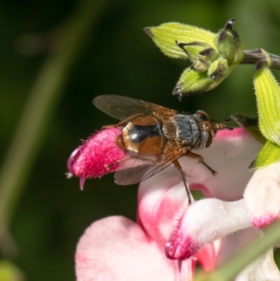 Chaetophthalmus sp. (genus) (A bristle fly) at Macgregor, ACT - 17 Jan 2021 by Roger