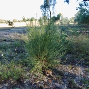 Cassinia sifton at Yass River, NSW - 16 Jan 2021