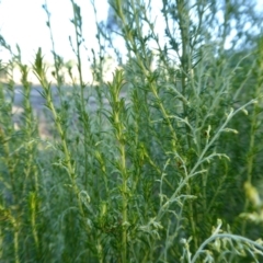 Cassinia sifton at Yass River, NSW - 16 Jan 2021 05:05 PM