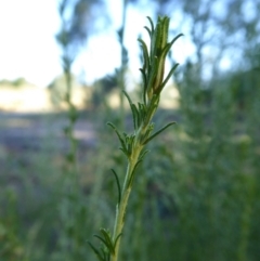 Cassinia sifton at Yass River, NSW - 16 Jan 2021