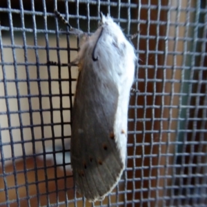 Pinara undescribed species near divisa at Yass River, NSW - 16 Jan 2021 06:00 PM