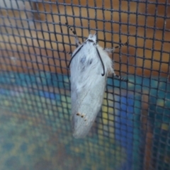 Pinara undescribed species near divisa at Yass River, NSW - 16 Jan 2021 06:00 PM