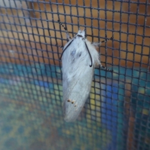 Pinara undescribed species near divisa at Yass River, NSW - 16 Jan 2021 06:00 PM
