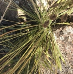 Plantago lanceolata (Ribwort Plantain, Lamb's Tongues) at Hughes Garran Woodland - 18 Jan 2021 by Tapirlord