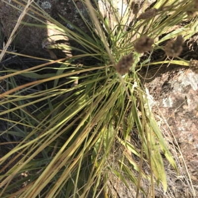 Plantago lanceolata (Ribwort Plantain, Lamb's Tongues) at Red Hill to Yarralumla Creek - 18 Jan 2021 by Tapirlord