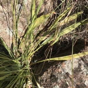 Plantago lanceolata at Garran, ACT - 18 Jan 2021