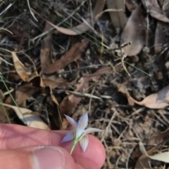 Wahlenbergia luteola (Yellowish Bluebell) at Hughes, ACT - 18 Jan 2021 by Tapirlord