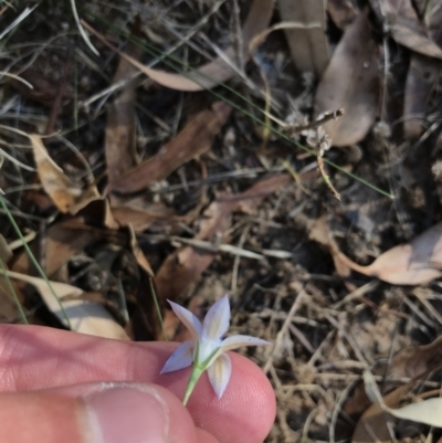 Wahlenbergia luteola (Yellowish Bluebell) at Red Hill to Yarralumla Creek - 18 Jan 2021 by Tapirlord