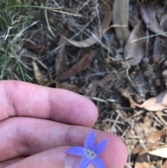 Wahlenbergia luteola at Hughes, ACT - 18 Jan 2021 05:27 PM