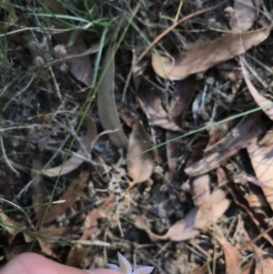 Wahlenbergia luteola at Hughes, ACT - 18 Jan 2021 05:27 PM