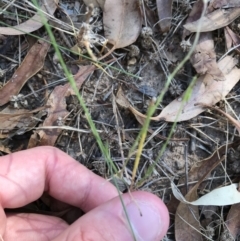 Wahlenbergia luteola at Hughes, ACT - 18 Jan 2021 05:27 PM