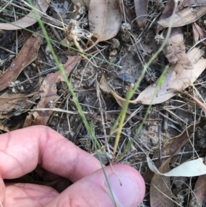 Wahlenbergia luteola at Hughes, ACT - 18 Jan 2021