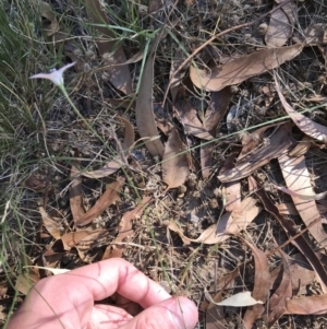 Wahlenbergia luteola at Hughes, ACT - 18 Jan 2021 05:27 PM