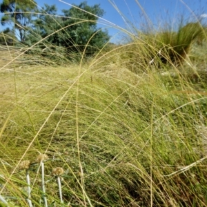 Microlaena stipoides at Yass River, NSW - 16 Jan 2021