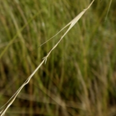 Microlaena stipoides at Yass River, NSW - 16 Jan 2021