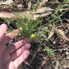 Calotis lappulacea (Yellow Burr Daisy) at Garran, ACT - 18 Jan 2021 by Tapirlord