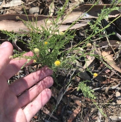 Calotis lappulacea (Yellow Burr Daisy) at Garran, ACT - 18 Jan 2021 by Tapirlord