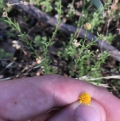 Calotis lappulacea at Garran, ACT - 18 Jan 2021