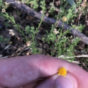 Calotis lappulacea at Garran, ACT - 18 Jan 2021