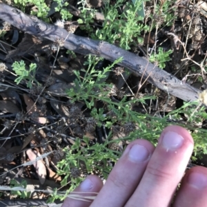 Calotis lappulacea at Garran, ACT - 18 Jan 2021