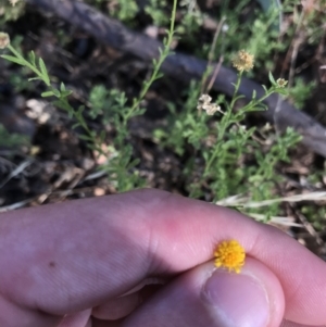 Calotis lappulacea at Garran, ACT - 18 Jan 2021