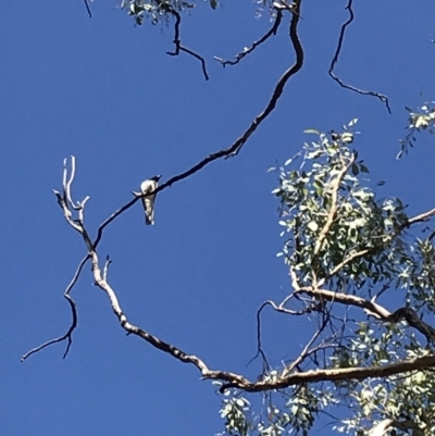 Coracina novaehollandiae (Black-faced Cuckooshrike) at Hughes Garran Woodland - 18 Jan 2021 by Tapirlord