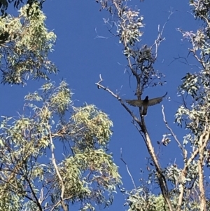 Coracina novaehollandiae at Garran, ACT - 18 Jan 2021