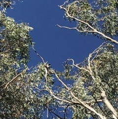 Coracina novaehollandiae at Garran, ACT - 18 Jan 2021