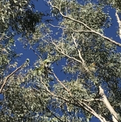 Coracina novaehollandiae at Garran, ACT - 18 Jan 2021