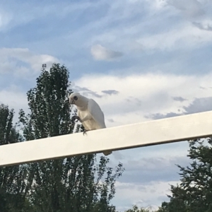 Cacatua sanguinea at Garran, ACT - 13 Jan 2021