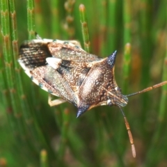 Oechalia schellenbergii (Spined Predatory Shield Bug) at QPRC LGA - 16 Jan 2021 by Harrisi