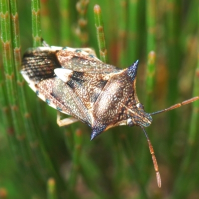 Oechalia schellenbergii (Spined Predatory Shield Bug) at Wyanbene, NSW - 16 Jan 2021 by Harrisi