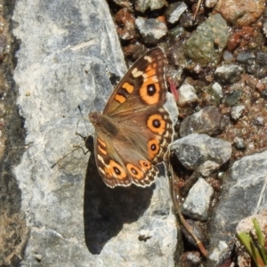 Junonia villida at Hume, ACT - 18 Jan 2021