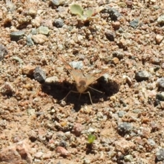 Junonia villida at Hume, ACT - 18 Jan 2021