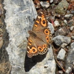 Junonia villida at Hume, ACT - 18 Jan 2021 12:11 PM