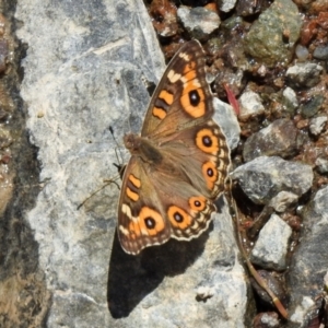 Junonia villida at Hume, ACT - 18 Jan 2021 12:11 PM