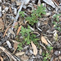 Dysphania pumilio (Small Crumbweed) at Hughes Garran Woodland - 18 Jan 2021 by ruthkerruish