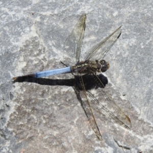 Orthetrum caledonicum at Hume, ACT - 18 Jan 2021