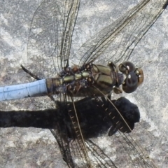 Orthetrum caledonicum at Hume, ACT - 18 Jan 2021