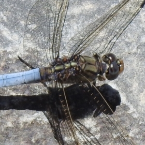 Orthetrum caledonicum at Hume, ACT - 18 Jan 2021