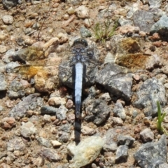 Orthetrum caledonicum at Hume, ACT - 18 Jan 2021